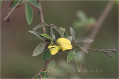 Cajanus cajanifolius